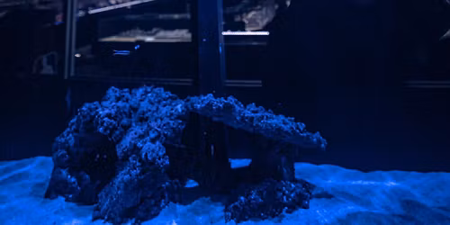 Shark, Eel & Ray Feeding