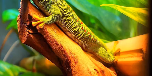 Bioactive Terrarium Experience w\/ BeWild