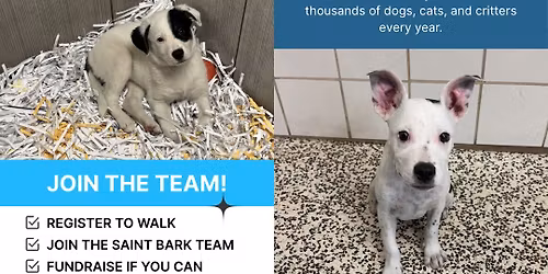 Saint Bark Pack @ the Walk for Animals