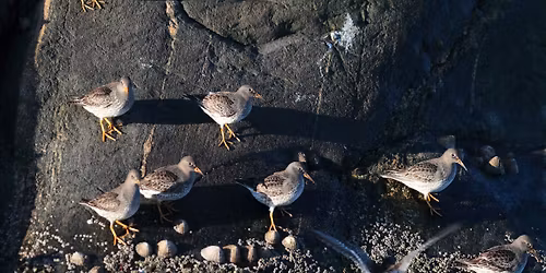 Hvor godt kjenner vi fuglene langs Vestlandskysten?