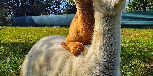 Spotkanie z alpakami