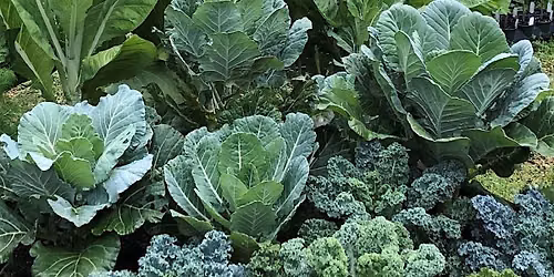 Fall 2026 Backyard Gardening Series