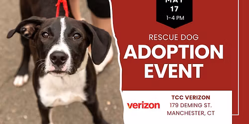 Adopt a Rescue Dog in Manchester CT