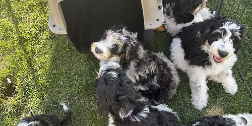 Puppies and Yoga!