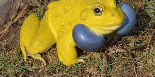 Thomas Wampula: \u201eMonsoon Frogging \u2013 Vier Forschungsreisen nach Indien wegen der gelben Fr\u00f6sch\u201c