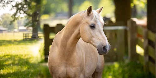 Dag van het Oudere Paard