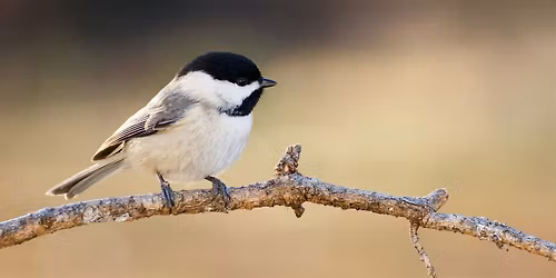 Nest Box Building Workshop