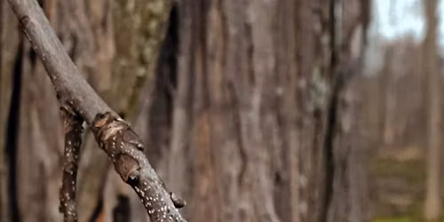 Mint Springs Valley Park \u201cBark & Twig\u201d Guided Walk