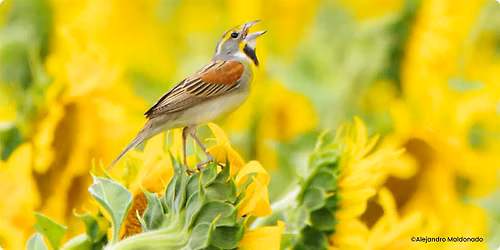 FREE Talk: "Birds in Focus: Bird and Nature Photography for Beginners"