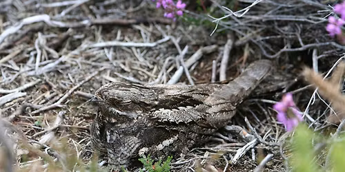 Nightjar Walk - Talbot Heath