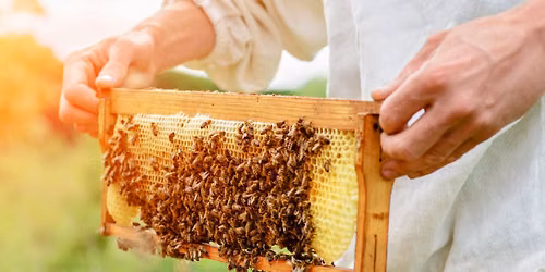 Gather & Grow | From Hive to Glass