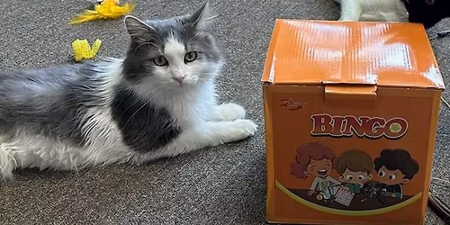 Bingo with Cats