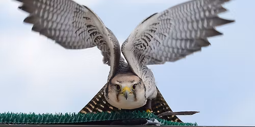 Falconry: The Sport of Kings