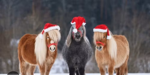 horse-owners massage training day