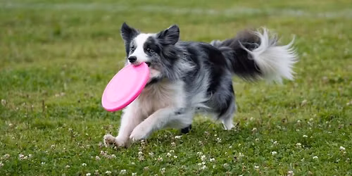 AKC Fit Dog Walk