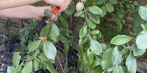 Summer Fruit Tree Pruning Workshop - Community Garden in Streatham London