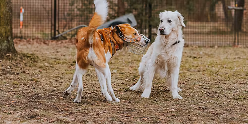 Gespr\u00e4che unter Hunden - Seminar zu Hund-Hund-Kommunikation in Berlin