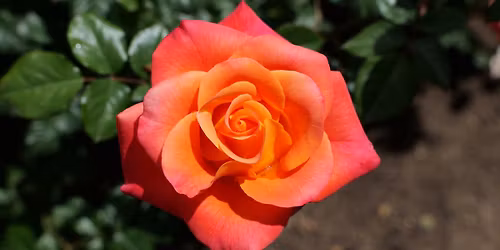 San Diego Rose Society - Rose Show