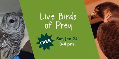 Live Birds of Prey