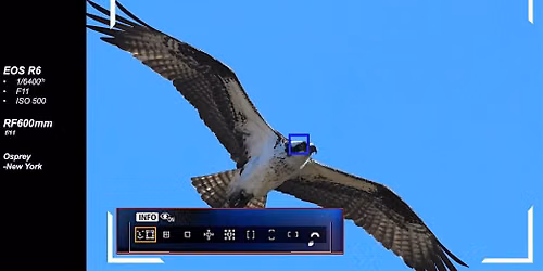 Bird Photography w\/ the Canon EOS R System by John Stoilov, Canon Educator