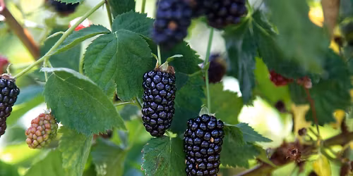 Vining Fruit Basics - Includes Plant (Blackberry, Gooseberry, Boysenberry)