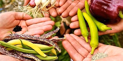 Seed Saving Workshop for Beginners