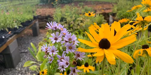 Blue Oak's Fall For Natives Plant Sale