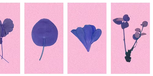 Plantbyte - Byt fr\u00f6er, sticklingar och plantor!