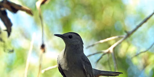 Birding Couturie Forest in City Park