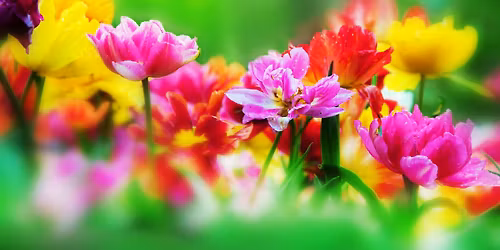 Cut Flower Gardening Class at the Botanical Gardens