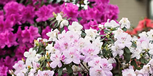 Revitalizing Aging Azaleas