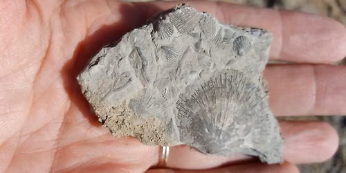 Free Nature Education- Creek Fossil Walk!