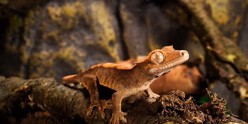 Rothschild Scaled Up Reptile Expo 12-14-2025