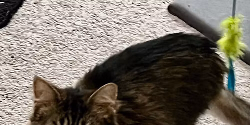 Wilmington Adoption Event