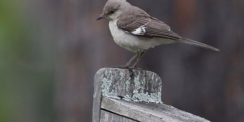 Hitchcock Woods Foundation Field Program: Beginner Birdwalk