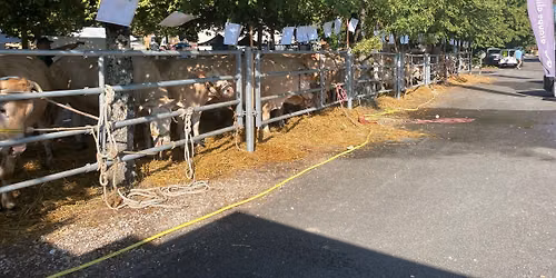 27 \u00e8me foire aux vaches grasses 