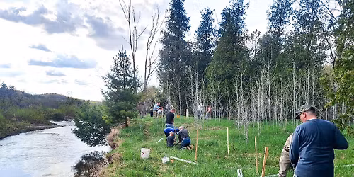 Plant trees along the Nottawasaga River in Essa