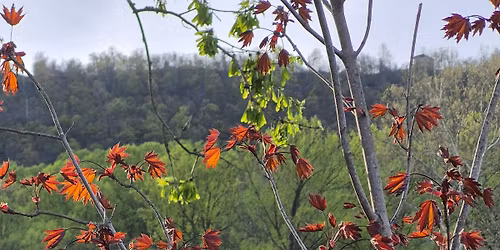 Bushtail's Springfest