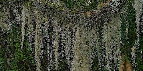 Tree Moss Hawai\u02bbi hosts: A Mixer for Theatre Artists