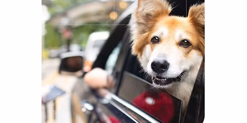 Dogs in the Drive-Thru
