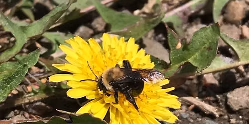 Thursday Talk - Honey Bees, Native Bees, and Wanna Bes