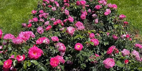 Rose Update on the \u2018How Tos as Well as What is New' in This Field of Gardening