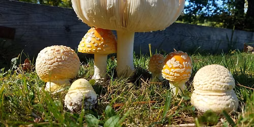 11th Annual Fantastic Forage Mushroom Festival