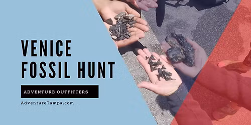 Venice SHARK TOOTH Fossil Shore Drive