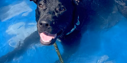 Visit to Wayland Farmer's Market for "Dog Days of Summer"
