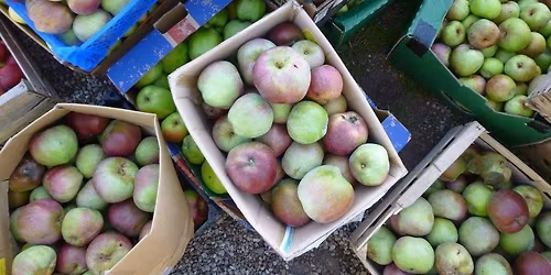 Apple Pressing at the Countryside Centre