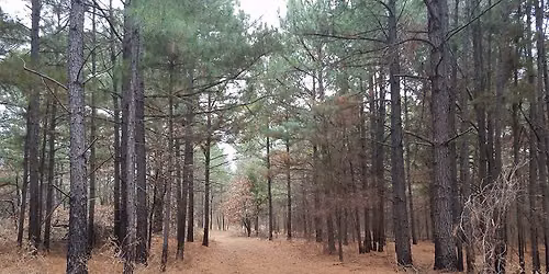 Connecting with Nature: An Intro to Forest Bathing