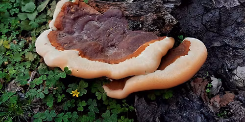 Mushrooms for Immunity & Cancer