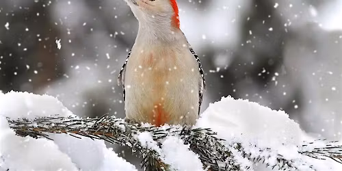 NJ Audubon: Woodpeckers of Hawk Rise @ Linden