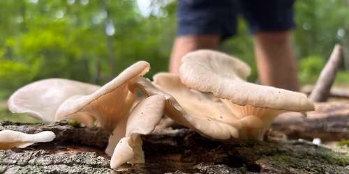 Free Foraging Walk in Meriden